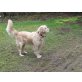 Sissi, Golden Retriever - Hündin
