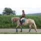 Sissi, Haflinger - Stute