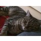 Sissi, Hauskatze - Katze