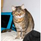 Sissi, Hauskatze - Katze