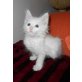 Sissi, Maine Coon - Katze