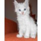 Sissi, Maine Coon - Katze