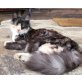 Sissi, Maine Coon - Katze