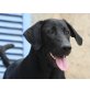 Sissi, Pastor mallorquin-Labrador - Hündin