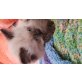 Sissi, Perser mit Nase - Katze