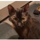 Sissi, Pflegestelle in Plankstadt - Katze