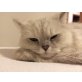 Sissi, Rocko, Perser - Katze