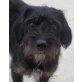 Sissi, Schnauerz-Mischling - Hündin