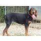 Sissi, Segugio Italiano - Hündin