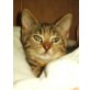 Sissi, Sissi - sanftes und hübsches Tigermädchen  - Katze