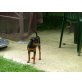 Sissi, Zwergpinscher - Hündin