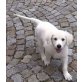 Sissi bzw. Soraya, Golden Retriever Welpen - Hündin