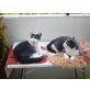 Sissi und Milli (Wohnungskatzen), Mischling - Katze
