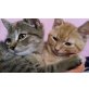 Sissi und Rudolf, Mischlingskatzis  - Katze
