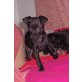 Sissie, Yorkshire-Zwergschnauzer-Mix Welpen - Hündin