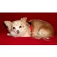 Sissy, Chihuahua langhaariger Schlag - Hündin