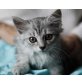 Sissy, Europäische Kurzhaarkatze - Katze