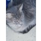 Sissy, Europäische Kurzhaarkatze - Katze