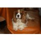 Sissy, King Charles Spaniel - Hündin