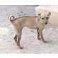 Sissy, Mallorca-Mix - Hündin