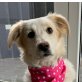 Sissy, Mix Welpen - Hündin