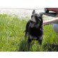Sissy, Schäferhund - Hündin