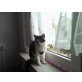 Sissy, Sissy sucht neues liebevolles zu Hause  - Katze
