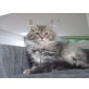 Sissy  und Serena, Norwegische Waldkatze - Katze