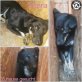 Sitara, Mischling - Hündin