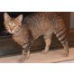 Sivi, Mischling - Kater