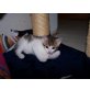 Sixtus, Hauskatze  - Kater