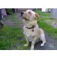 Skip, Labrador Retriever - Rüde