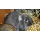 Skippy, Kaninchen - weiblich
