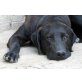 Skippy, Labrador-Mix - Rüde