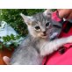 Skippy, Mischling - Kater
