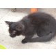 Skitter, Mix - Kater
