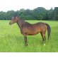 Skoratha, Arabisches Vollblut, Araber - Stute