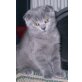 Skottish Fold - Kater