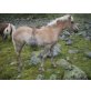 Skuldi, Haflinger - Stute