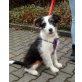 Sky, 17 Wochen alter Aussie Mix sucht noch !!! Welpen - Rüde