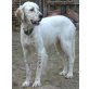 Sky, English Setter - Rüde