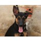 Sky, Schäferhund-Mischling Welpen - Rüde