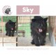 Sky, Schnauzer-Mix - Hündin