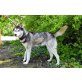 Sky, Siberian Husky - Rüde