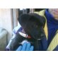 Sky möchte in die weite Welt, Labradormix - Rüde