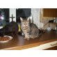 Skyppie, ehk&ehk - Katze