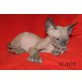 Slade, Don Sphynx - Kater