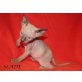 Slade, Don Sphynx - Katze