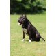 Sly, Amerikanischer Staffordshire-Terrier - Rüde