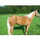 Smart Cuttin Bee, Quarter Horse - Stute
